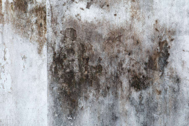 Best Mold Damage Restoration  in Chesterfield, MO