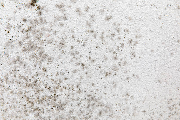 Best Mold Odor Removal Services  in Chesterfield, MO
